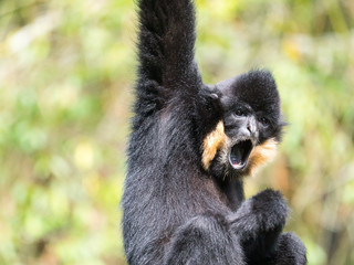 Gibbon