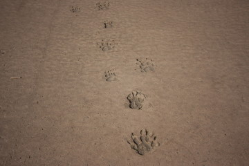 Animal foot prints