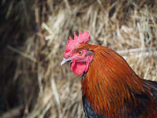 Portrait of a beautiful rooster Maran breed. Poultry farming