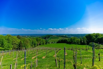 Fototapeta na wymiar vineyard in southern styria