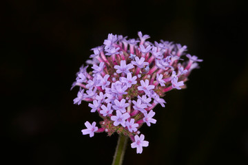 Macro of the flower of the verbena plant