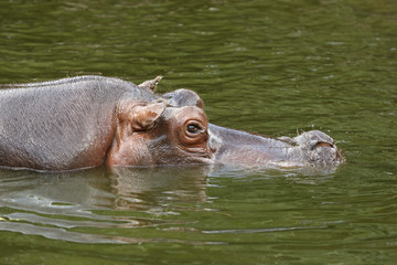Close up of the head of an hippo swimming