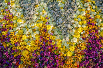 Flowers background. Flowers arrangement of yellow, white and fuchsia chrysanthemum. Flowers draw a...