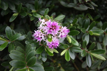 Bright little purple flowers