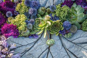 Flowers background. Flower arrangement of purple asters and succulents.