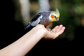 parrot being fed some food in hand