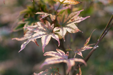 Acer palmatum, palmate maple or Japanese maple