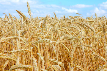 ears of wheat fills the frame