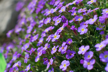 Obraz premium Many violet flowers of aubrieta deltoidea or aubretia
