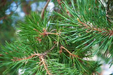 Pine. needles of a branch. background