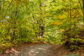 Fototapeta na wymiar Autumn forest trees landscape