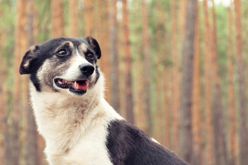 Dog on the background of pine forest