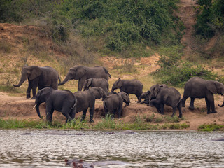 Elephants on the banks of the Kazinga Channel, Uganda