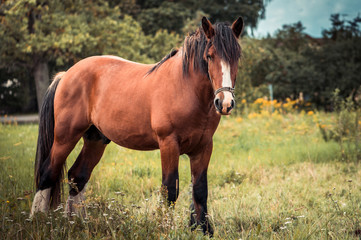 Red horse with long mane in a field