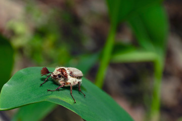 May beetle with big fluffy horns on a leaf of lily of the valley in the forest. Wild nature