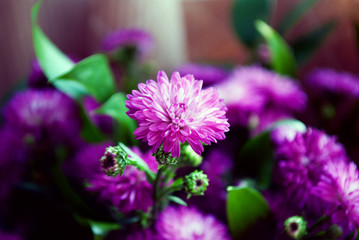 Fototapeta premium flowers in a bouquet. background. close-up