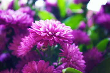 flowers in a bouquet. background. close-up