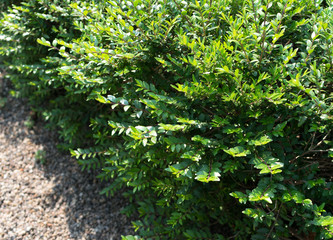 Obraz premium Lonicera pileata, privet honeysuckle or box-leaved honeysuckle