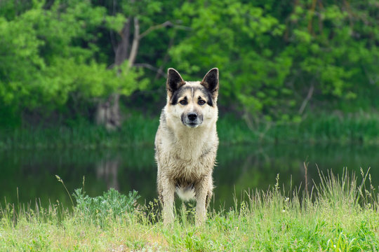 Dog in the wild by the river after swimming