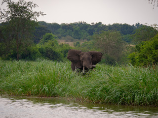 Fototapeta na wymiar Elephants on the banks of the Kazinga Channel, Uganda