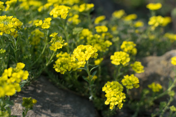 Obraz premium Alyssum repens, yellow alyssum, golden alyssum flowers