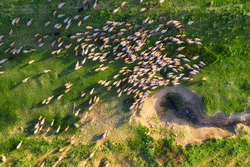 Aerial view at the sheeps herd. Landscape with animals from drone. View from air at the farmland....