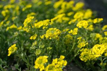 Alyssum repens, yellow alyssum, golden alyssum flowers