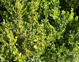 Decorative garden buxus sempervirens, box or boxwood