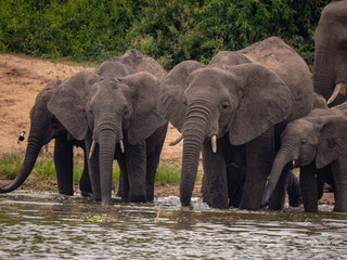 Fototapeta na wymiar Elephants on the banks of the Kazinga Channel, Uganda