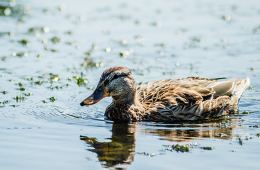 Wild ducks in their natural environment. Beautiful wild duck swims in the pond.