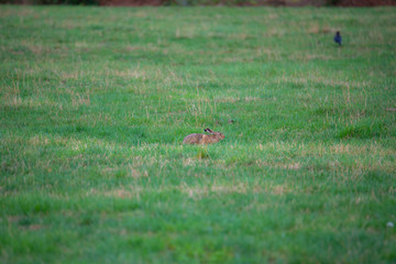 a bunny on a field with green  background