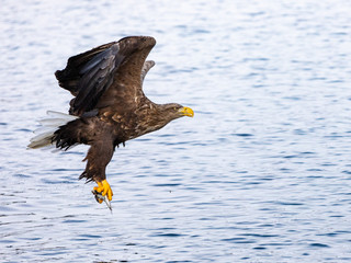 Seeadler (Haliaeetus albicilla) auf den Lofoten