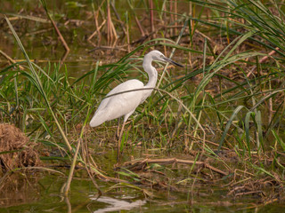 Little Egret on the banks of the Kazinga Channel, Uganda 