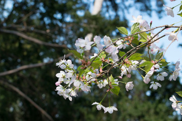 Beautiful Blossom Cherry Tree Flowers and Buds