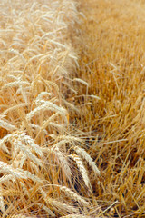 half-mown field of winter wheat