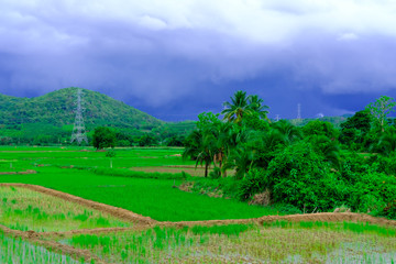 dark storm clouds with rain above the rice field, green rice fields and dark storm clouds are falling.