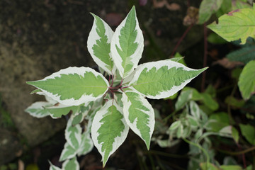 Decorative garden Derain White Elegantissima or or Cornus alba