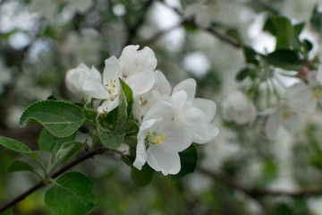 Obraz premium Beautiful Blossom Apple Tree Flowers and Buds