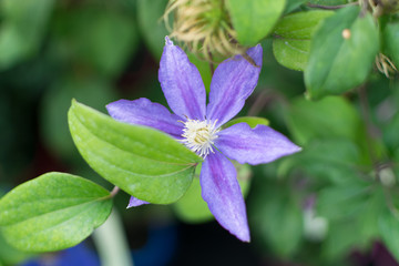 Blurred macro photo of blue decorative garden clematis flower