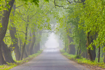 Green beautiful alley on foggy morning. Cold weather concept. Seasonal landscape