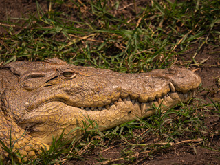 Crocodile on the banks of the Kazinga Channel, Queen Elizabeth National Park, Uganda