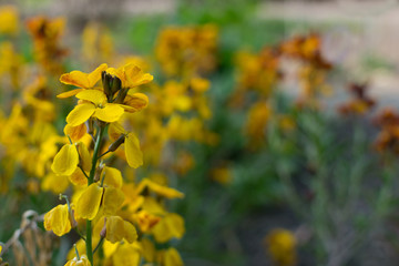 Erysimum cheiri flowers, Cheiranthus cheiri or wallflower