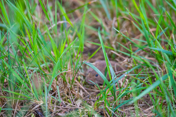 a mouse looking out from  a mousehole between grasses