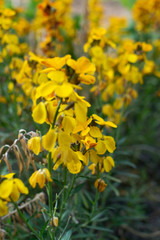 Erysimum cheiri flowers, Cheiranthus cheiri or wallflower