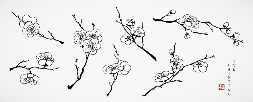 Watercolor ink paint art vector texture illustration cherry blossom flower branch collection. Translation for the Chinese word : cherry blossom
