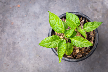 Top view of chili plant in the plastic pot.