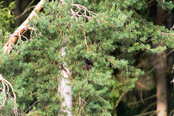 Eichhörnchen schwarz © Xaver Klaussner