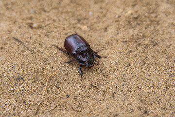 Rhinoceros Beetle. The beetle sitting on the sand. Rhino beetle close-up.