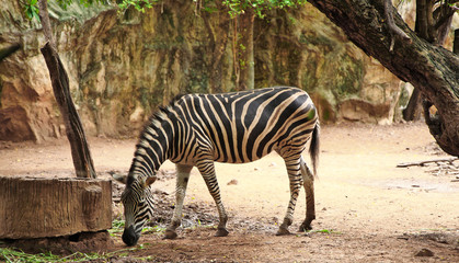 Fototapeta na wymiar Zebra from savennah in thailand zoo