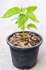 Top view of chili plant in the plastic pot.